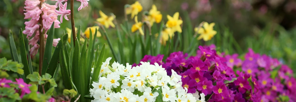 Frühlingsblumen in voller Blüte